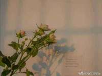 苏州裕颂贸易有限公司