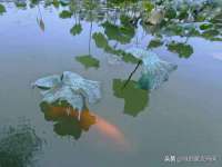 苏州裕颂贸易有限公司