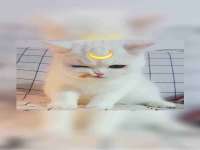 苏州裕颂贸易有限公司