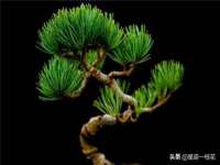 苏州裕颂贸易有限公司